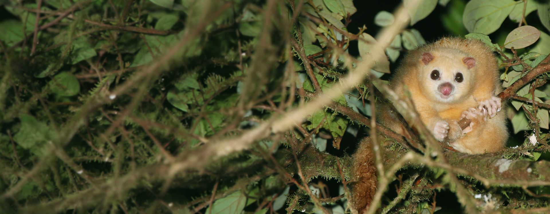 White possum in a tree