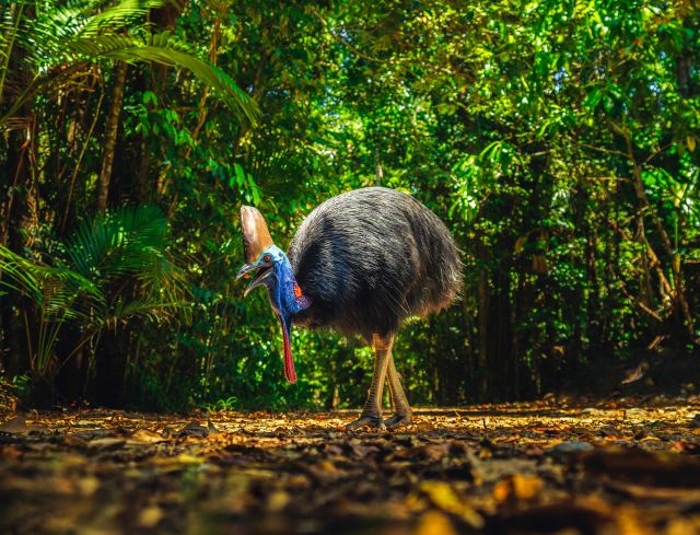 Cassowary in the rainforest