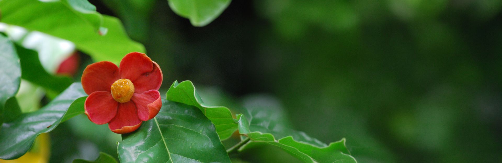 Small red flower on leafy branch.