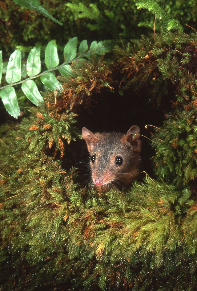 Rat in a mossy hole in a log