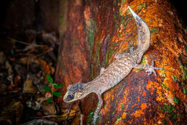 Lizard on trunk of a tree