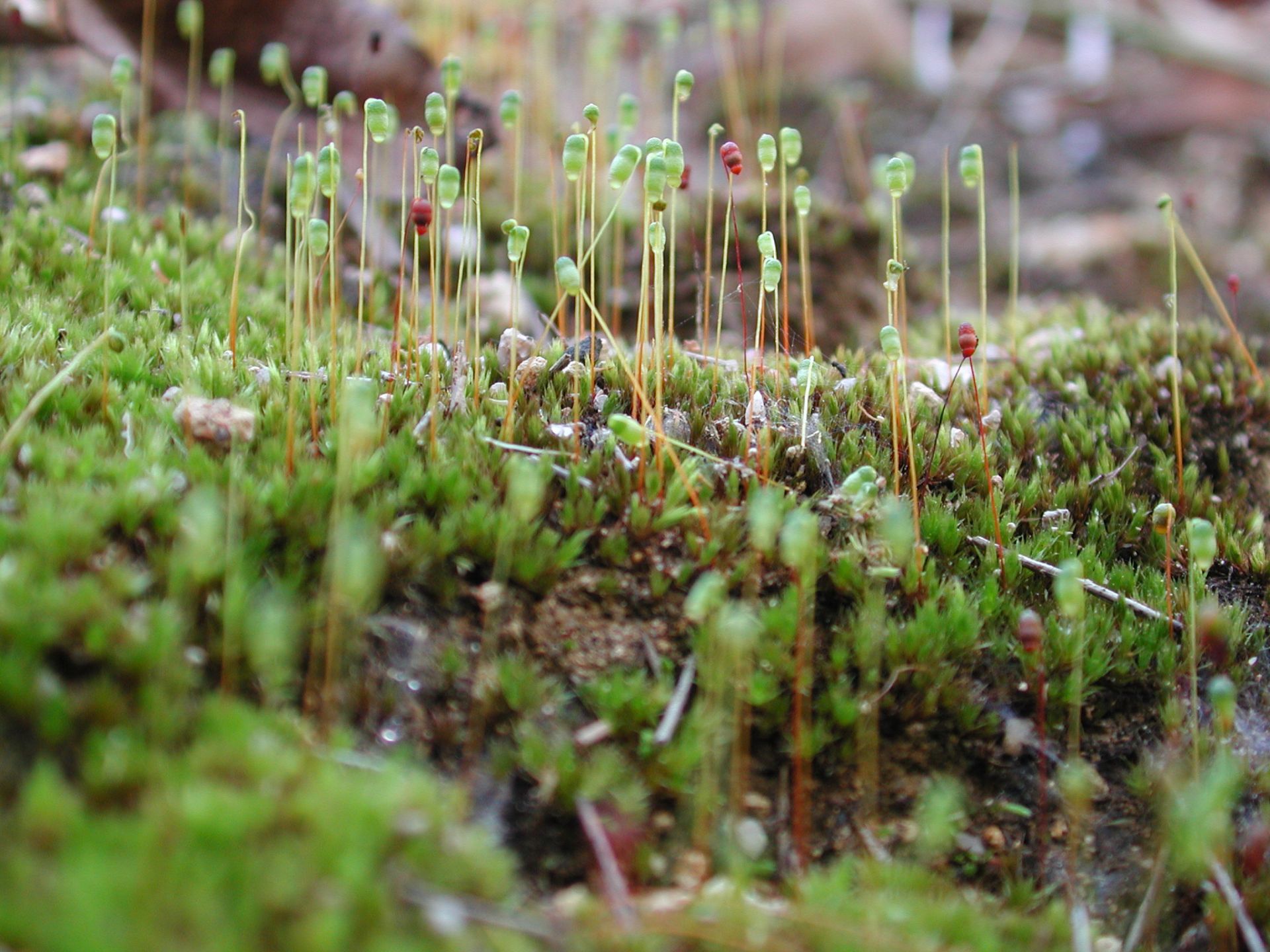 Close up of moss with seed heads on a forest floor.