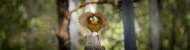 Brown bird performing mating dance on tree stump