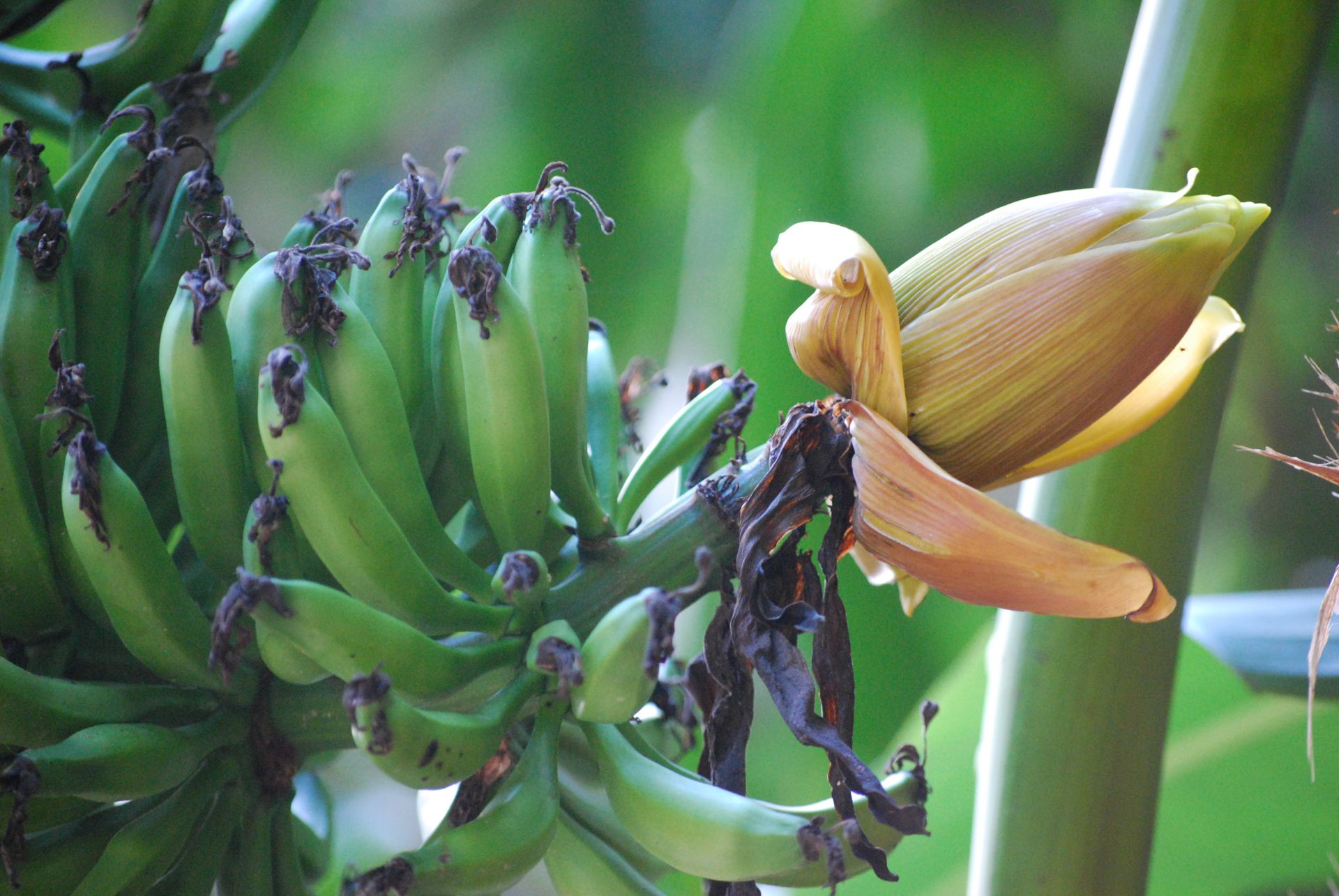 Wild banana tree in rainforest.