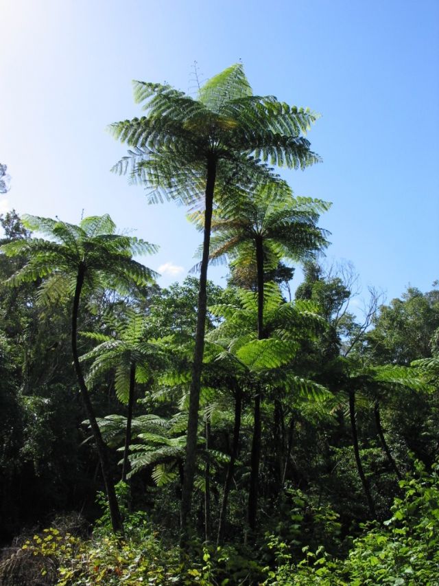 Tree ferns growing above forest canopy.