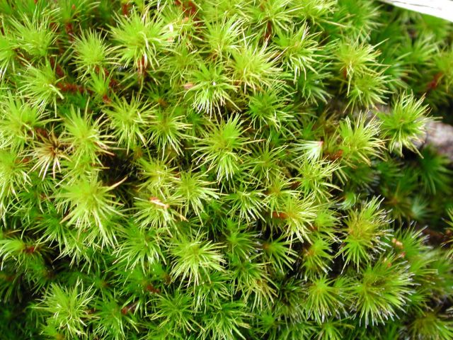 Close up of spiky moss