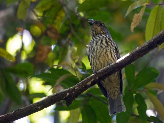 Stripey bird sitting on a branch in a forest.
