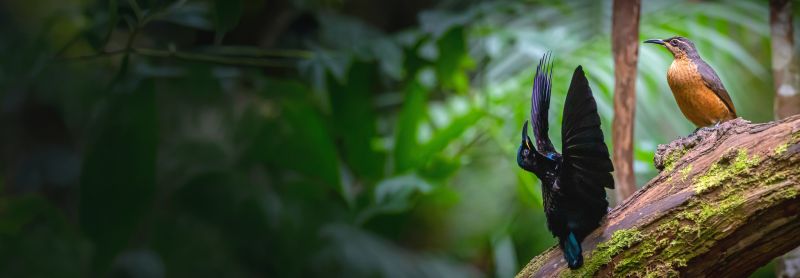Two birds in a rainforest, the male performing a mating dance.