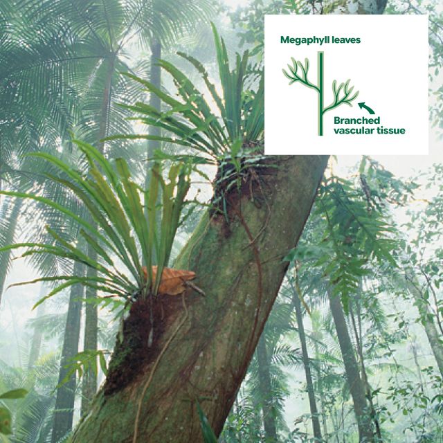 Ferns growing on the side of a tree in a mist-filled rainforest.