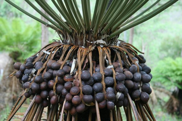Fruiting cycad tree in a forest