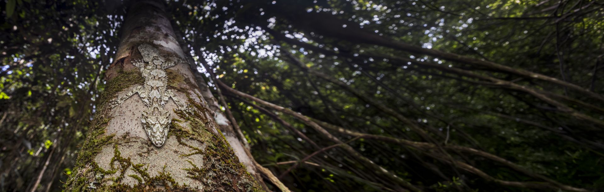Lizard camouflaged on tree trunk in a forest.
