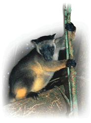 Lumholtz’s tree-kangaroo (Photo: Mike Trenerry)