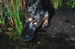 Platypus (Photo: Mike Prociv) 