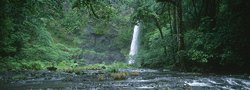 Nandroya Falls (Photo: WTMA)