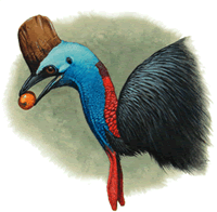 Cassowary with fruit (Artwork: Bill Cooper) 