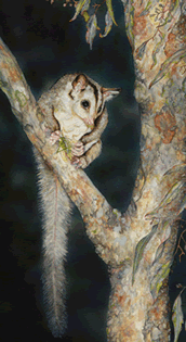 Moonlight glider (Artwork: Daryl Dickson)