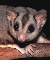 Mahogany glider (Photo: Daryl Dickson)