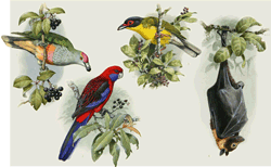 1. Rose-crowned fruit-dove, 2. Crimson rosella, 3. Figbird, 4. Spectacled flying-fox. (All artwork by Bill Cooper from ‘Fruits of the Australian Tropical Rainforest’ by Wendy Cooper)