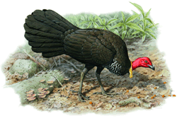 Australian brush turkey (Artwork by Bill Cooper from ‘Fruits of the Australian Tropical Rainforest’ by Wendy Cooper)