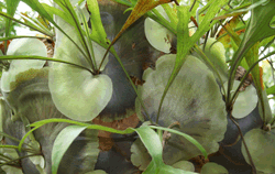 Elkhorn fern (Photo: Campbell Clarke)