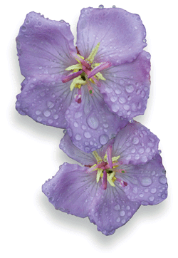 Melastoma flower (Photo: Campbell Clarke)