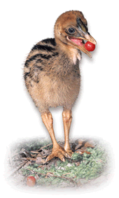 Cassowary chick with fruit (Photo: Mike Prociv) 