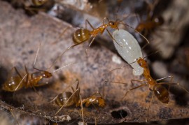 Yellow crazy ant survey: Kuranda