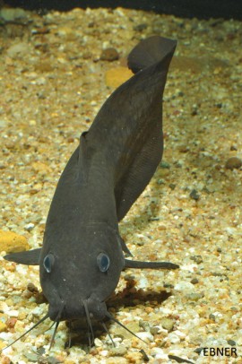 New species of catfish found in the Wet Tropics
