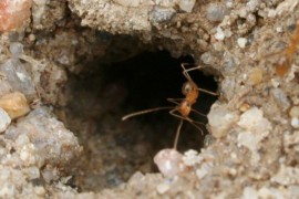 Crazy ants in decline 