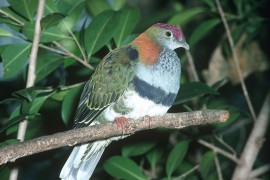 Learn more about wet tropics rainforest birds