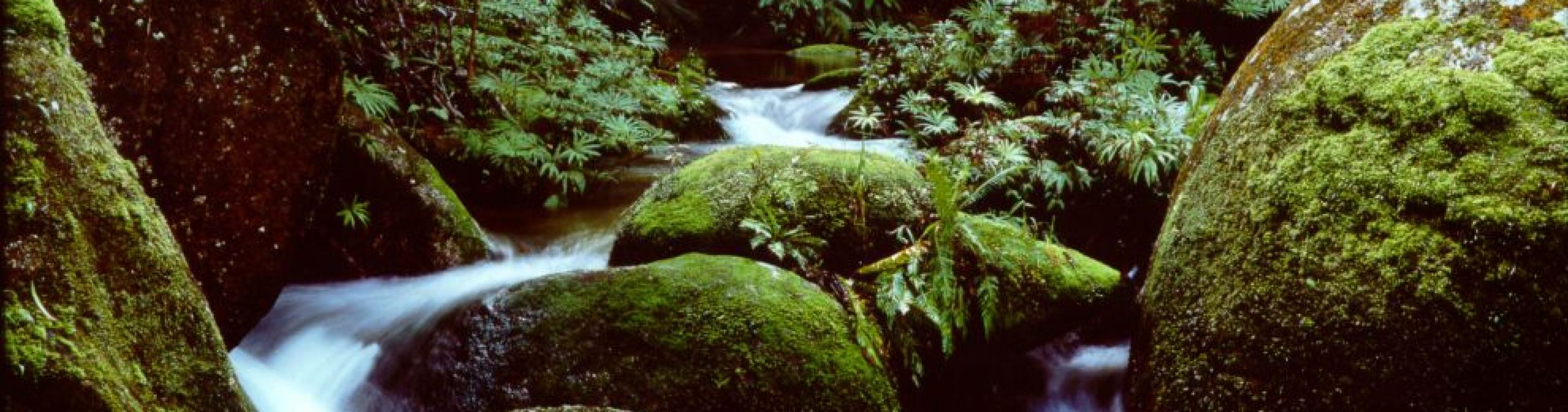 Mossy rocks in a rainforest creek
Photographer: WTMA