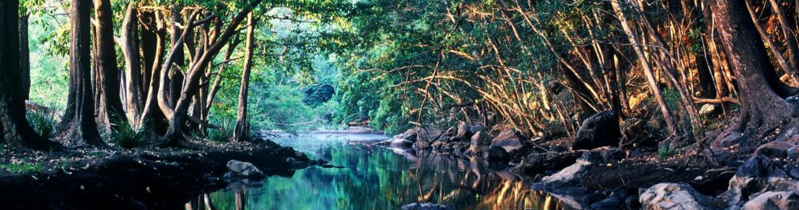 Rainforest Creek - Barron River
Photographer: Kerry Trapnell