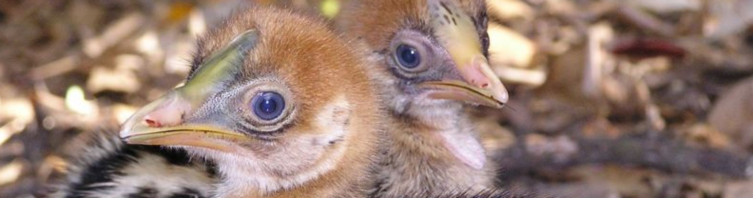Cassowary chicks
Photographer: EPA