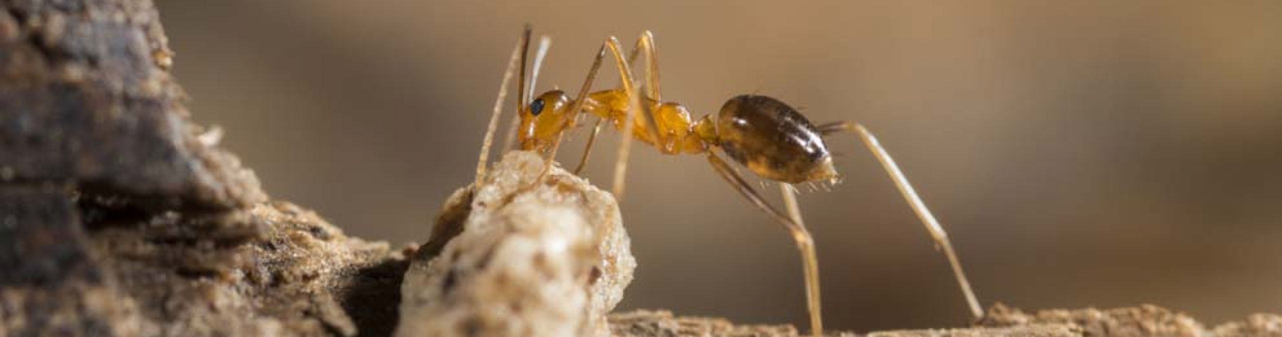 Yellow crazy ants
Photographer: Jurgen Freund