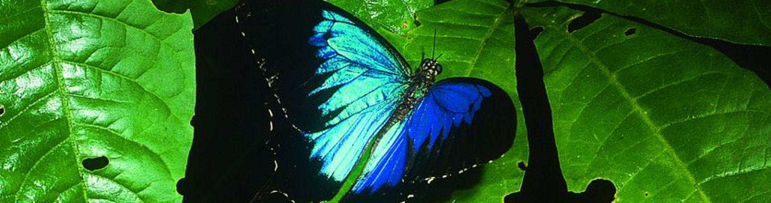 Beautiful butterflies   Wet Tropics Management Authority