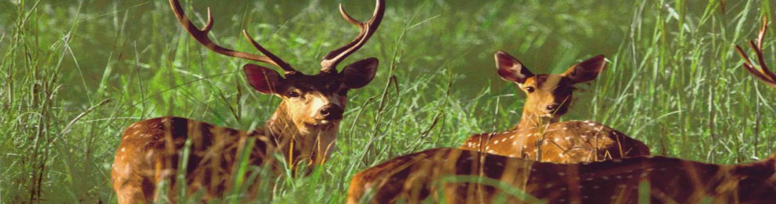 Chital deer
Photographer: DNRM