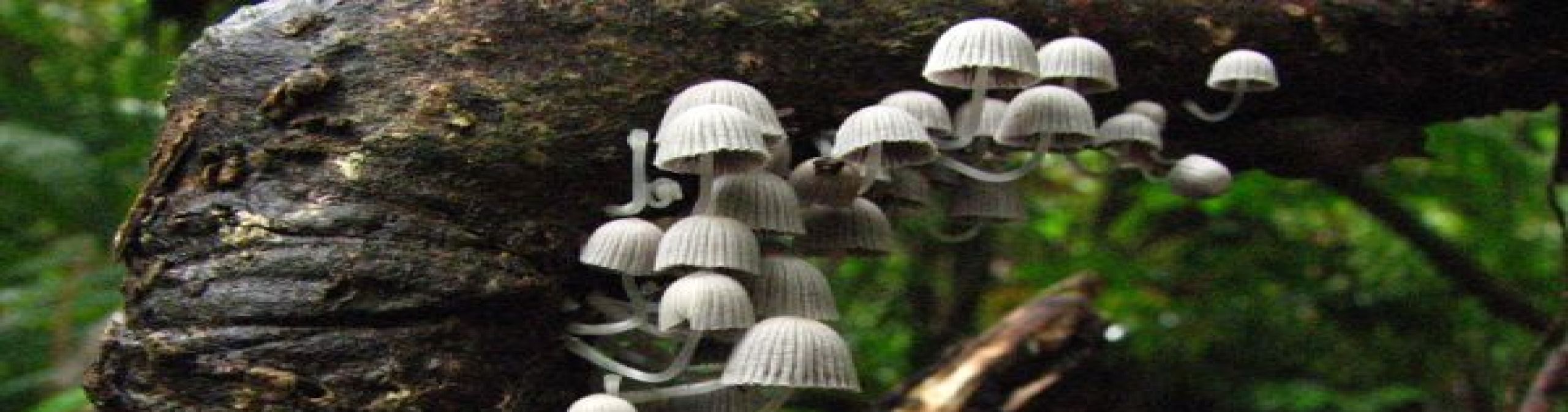 Fungi, Coprinus disseminatus
Photographer: Jason McCall