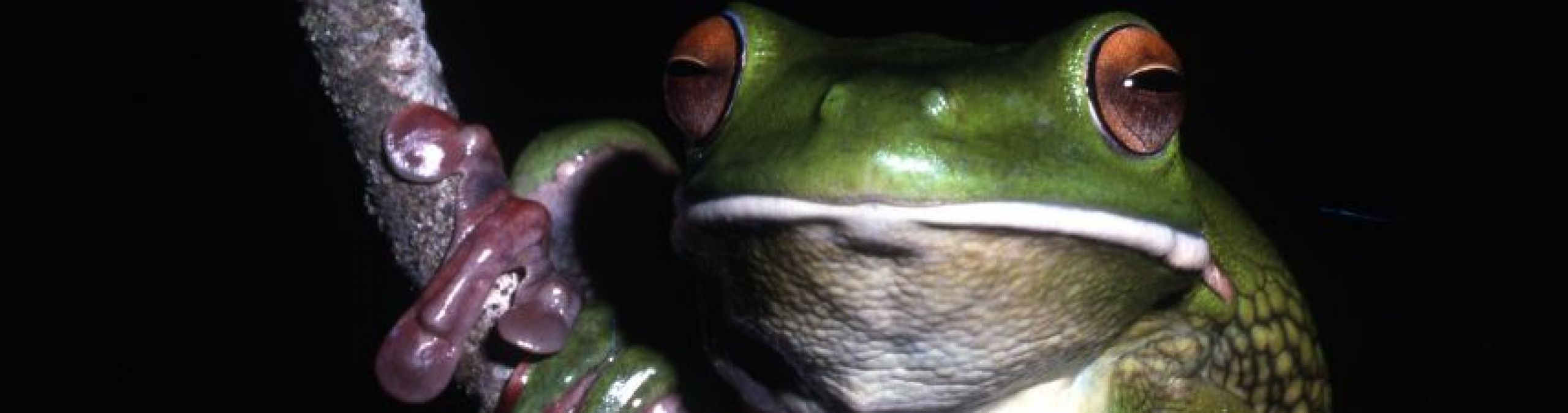 Giant Treefrog - Litoria infrafrentata
Photographer: Martin Cohen