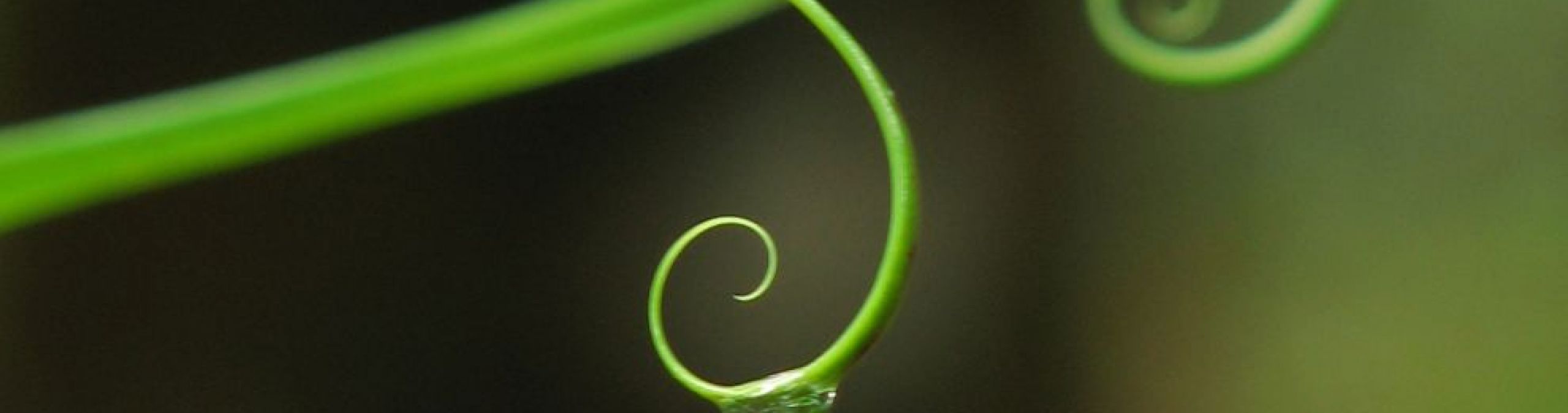 Leaf drip tips
Photographer: Jason McCall