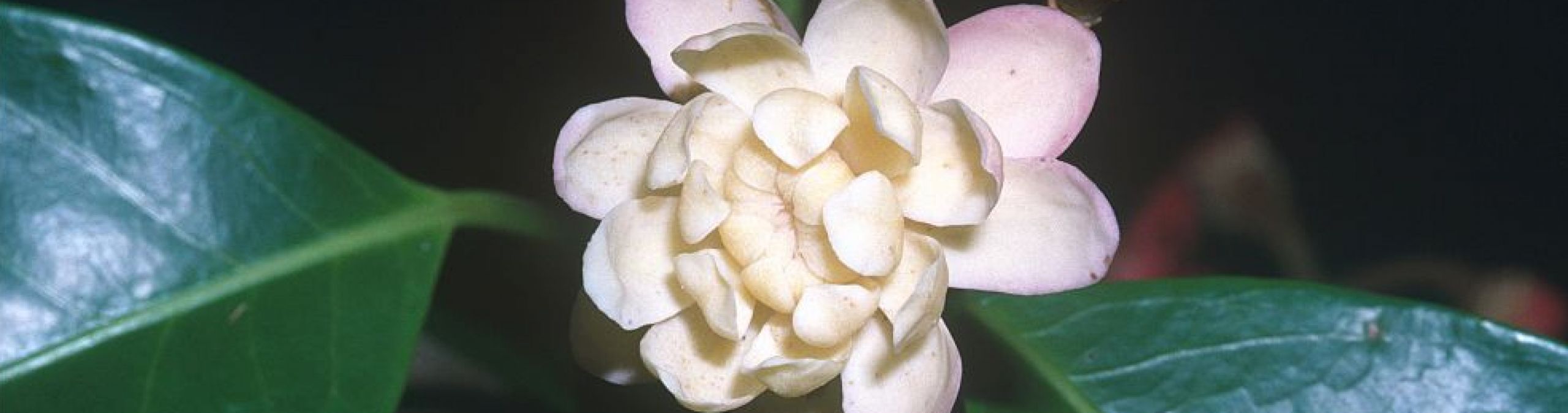 Idiospermum  australiense - a primitive flowering plant
Photographer: WTMA