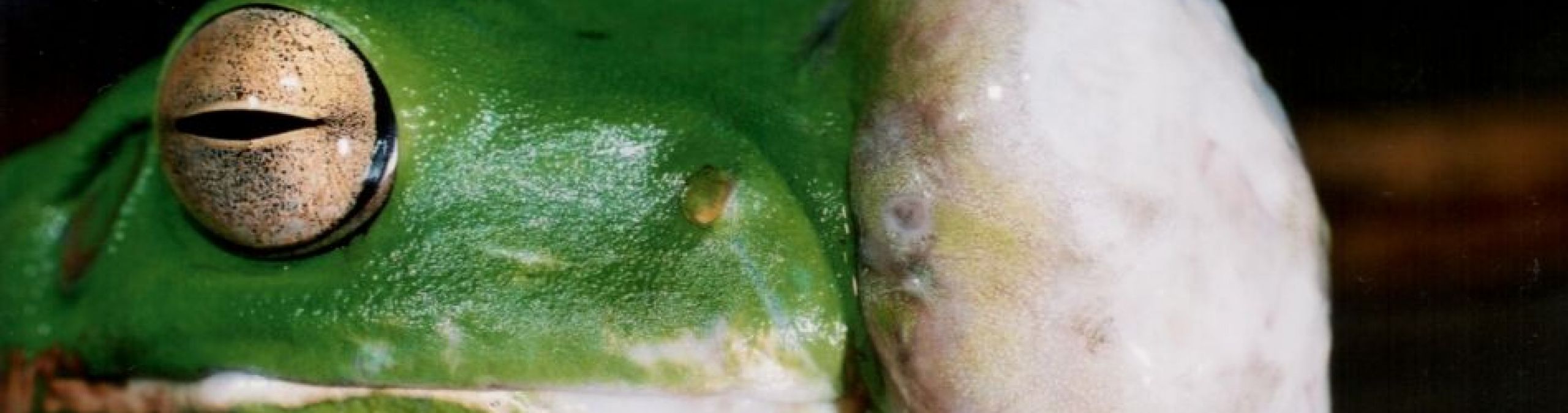 White-lipped treefrog withsquamous cell carcinoma
Photographer: Deborah Pergolotti