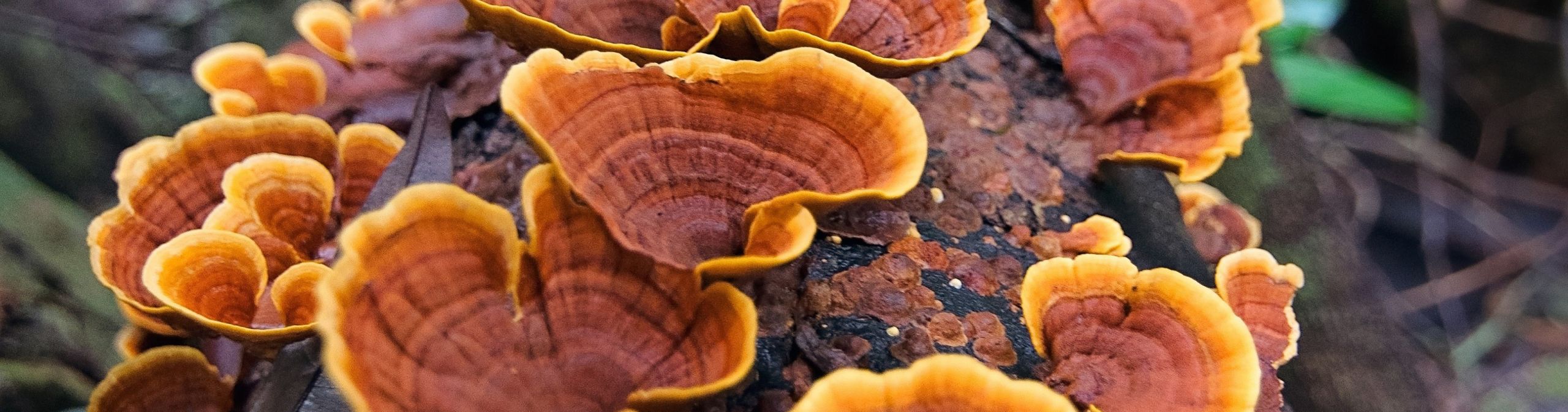 Rainforest fungi
Photographer: Charlotte Hellings