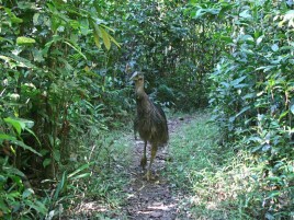 Young cassowary, Wallicher Falls Walk
Photographer: Campbell Clarke