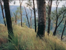 Wet Tropics Great Walk
Photographer: EPA