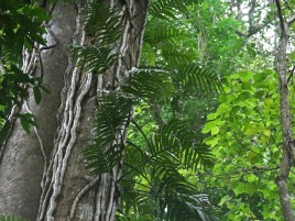 Rainforest, Kearneys Falls
Photographer: Campbell Clarke