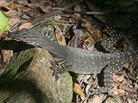 Lace monitor
Photographer: Campbell Clarke