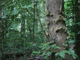 Dysoxylum Parasiticum flowers, Kearneys Falls
Photographer: Campbell Clarke