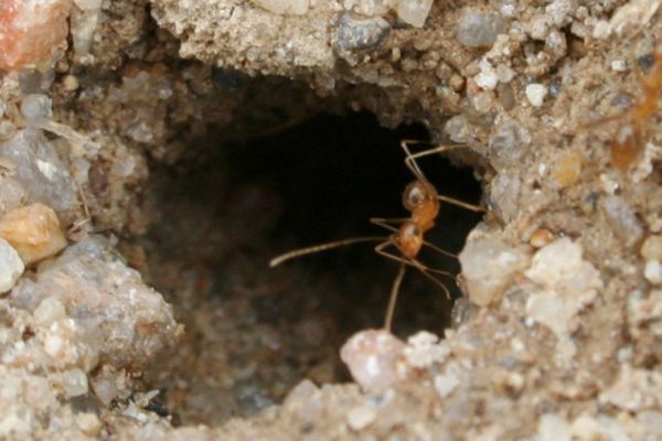 Funding boost to stamp out invasive ants