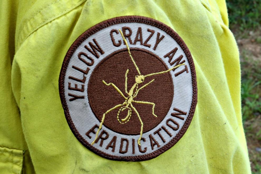 Yellow Crazy Ant Field Day (Kuranda)