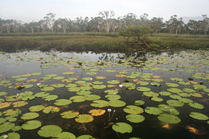 Eubenangee Swamp
Photographer: Campbell Clarke